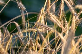 Produktna berza Novi Sad: Ovo su nove cene kukuruza i pšenice