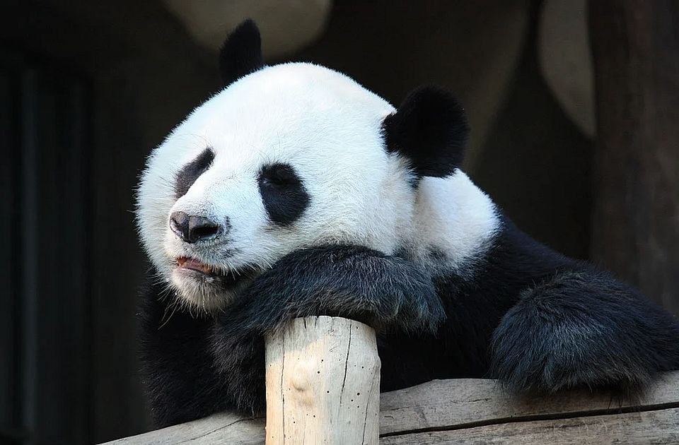 VIDEO: Radostan dan u Tokiju - rođeni panda blizanci 