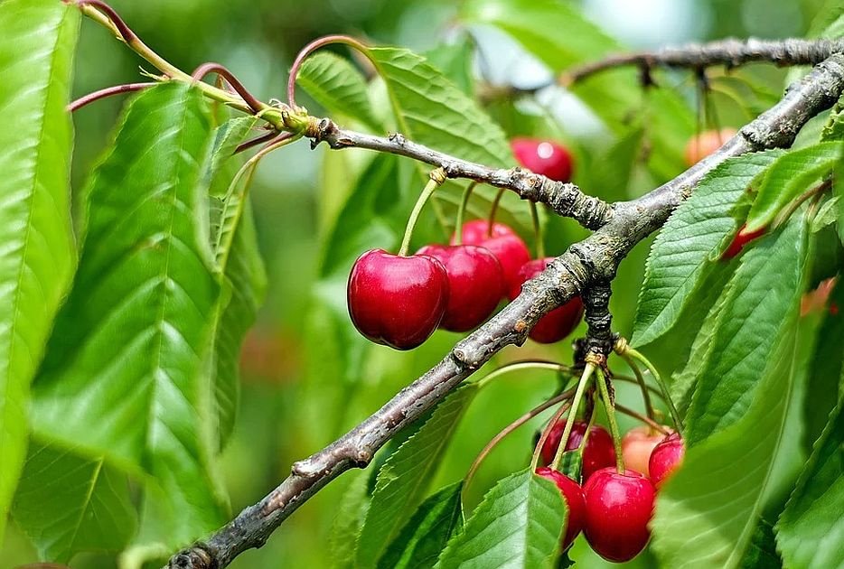 Proizvođači trešanja zbog niske otkupne cene odustaju od berbe i otpuštaju radnike