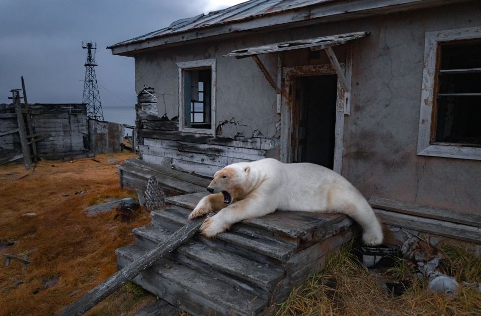 FOTO, VIDEO: Napušteno ostrvo na Arktiku utočište desetine polarnih medveda FOTO, VIDEO: Napušteno ostrvo na Arktiku utočište desetine polarnih medveda