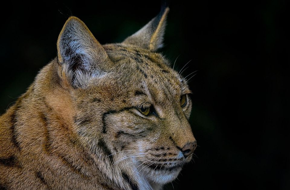 Teško gojazan ris iz Litvanije premešten u Belgiju: Nakon 12 godina pogrešne ishrane 