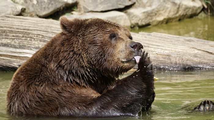 Redak mrki medved uginuo nakon što mu je stavljena radio-kragna