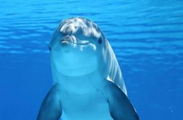 U Boki spasili mladunče delfina iz mreže nakon tatinog poziva u pomoć