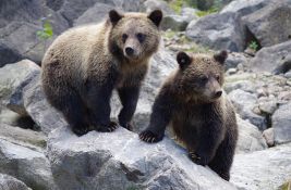 Dva medveda pobegla iz svog prostora u Zoo vrtu, odjurili da se najedu meda