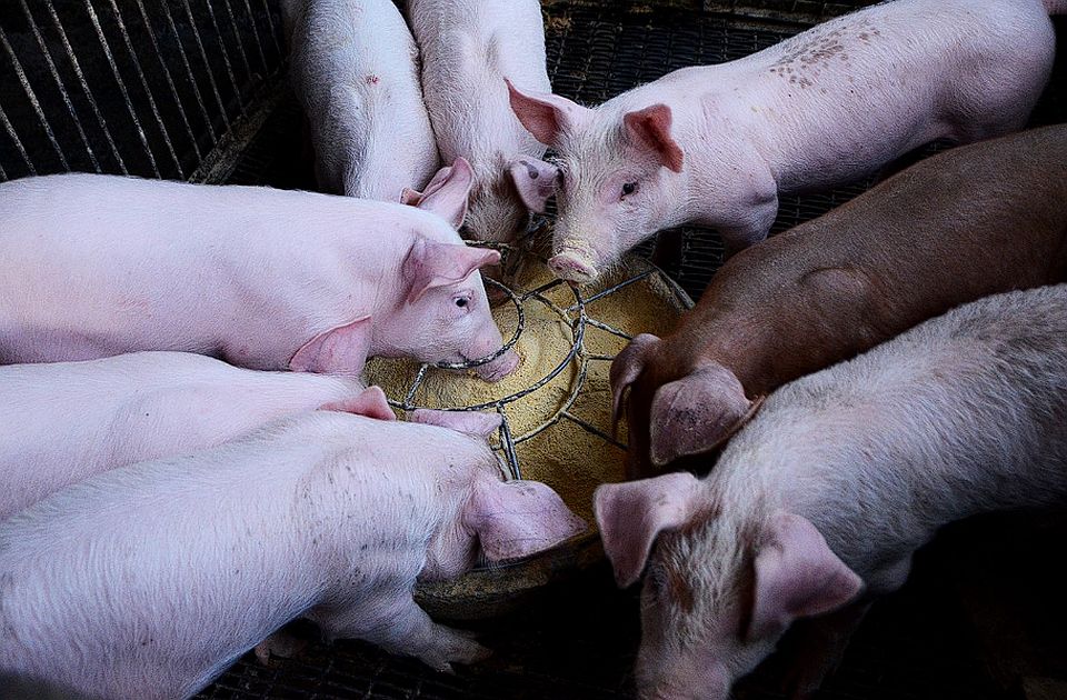 Dogovorena cena tovljenika - neće uticati na maloprodajne cene
