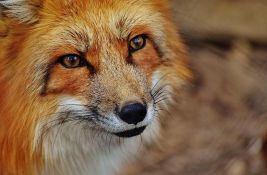 Divlja lisica ubila 26 ptica u zoološkom vrtu u Vašingtonu