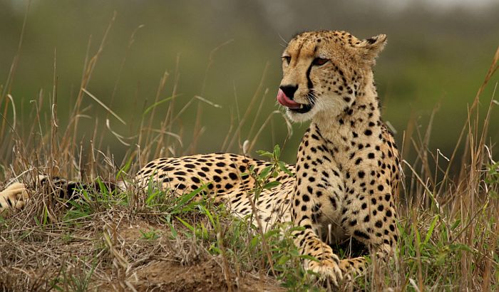 VIDEO: Gepard jurio turiste