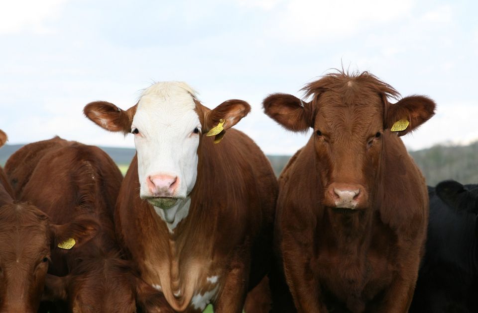Irska planira da ubije 200.000 goveda u borbi protiv klimatskih promena
