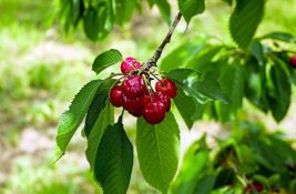 Proizvođači višanja bojkotovaće 48 sati berbu i prodaju tog voća u znak protesta