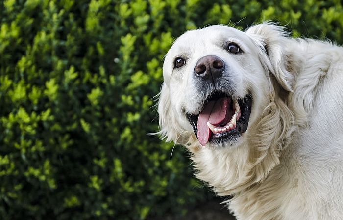 Oslobođen pas kojem je sud zabranio da laje