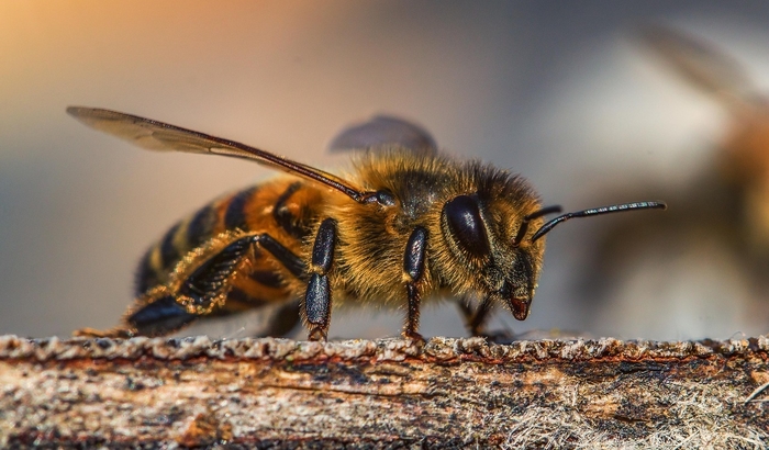 Pčele poseduju matematičku sposobnost