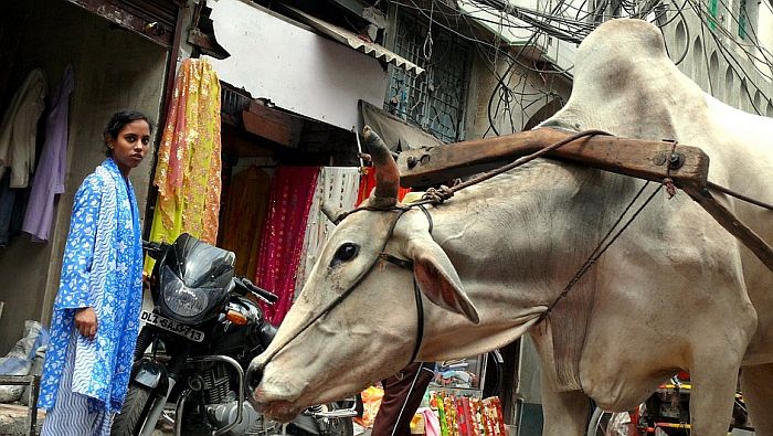 Političar u Indiji uverava ljude da indijske krave proizvode zlato u mleku