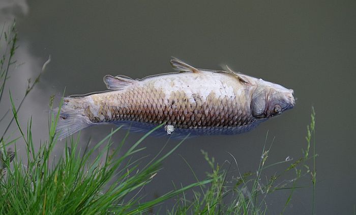 Masovno uginuće ribe u kanalu kod Srbobrana zbog zagađene vode
