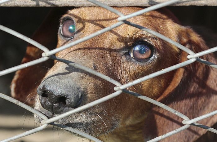 Okrutnost prema životinjama je ubuduće federalno krivično delo u SAD
