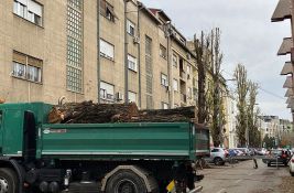 VIDEO: Posečen drvored star 80 godina kod stadiona Vojvodina