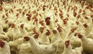 Zbog udara groma na farmi kod Priboja uginulo 1.400 koka nosilja