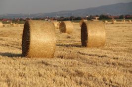 Pančevački ratari upozoravaju: Veliki problemi zbog zabrane izvoza žitarica, država da interveniše