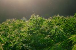 Otkrivena najveća plantaža marihuane u Crnoj Gori: Uhapšene dve osobe