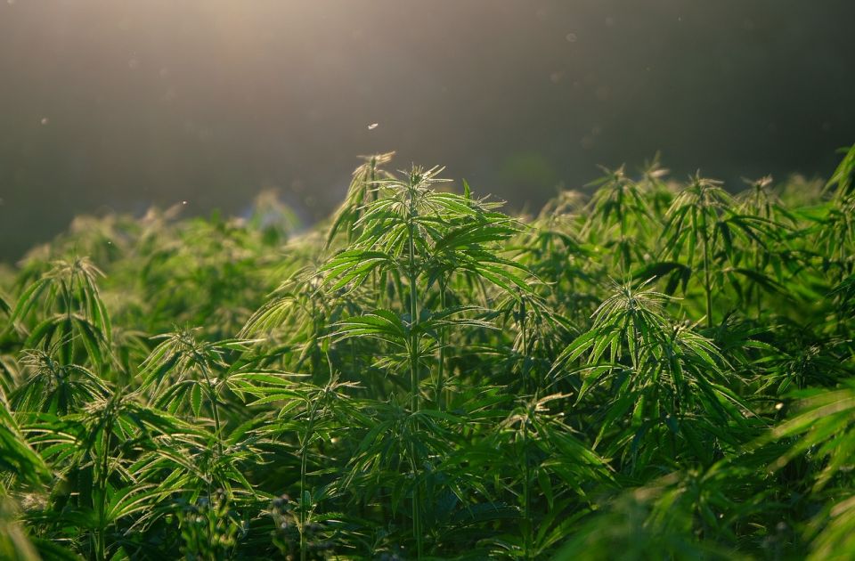 Otkrivena najveća plantaža marihuane u Crnoj Gori: Uhapšene dve osobe Otkrivena najveća plantaža marihuane u Crnoj Gori: Uhapšene dve osobe