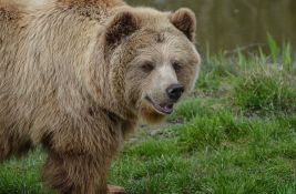 Medved popio 69 limenki gaziranog soka