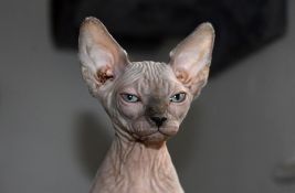 Holandija zabranila držanje mačaka bez dlake i onih sa savijenim ušima kao kućnih ljubimaca