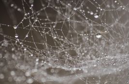 FOTO Otkrivena najveća paukova mreža na svetu: 111.000 paukova u potpunom mraku