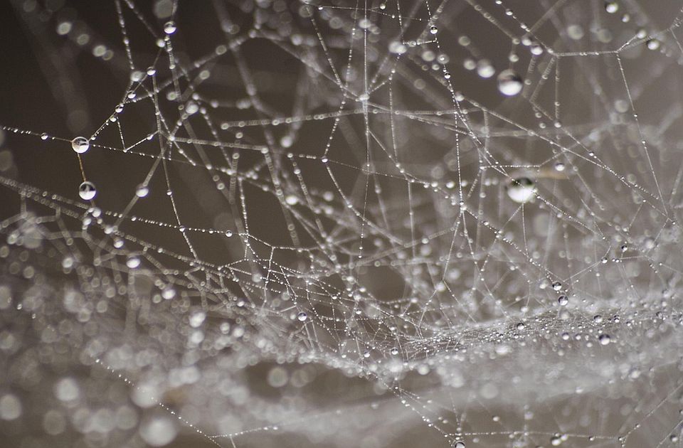 FOTO Otkrivena najveća paukova mreža na svetu: 111.000 paukova u potpunom mraku