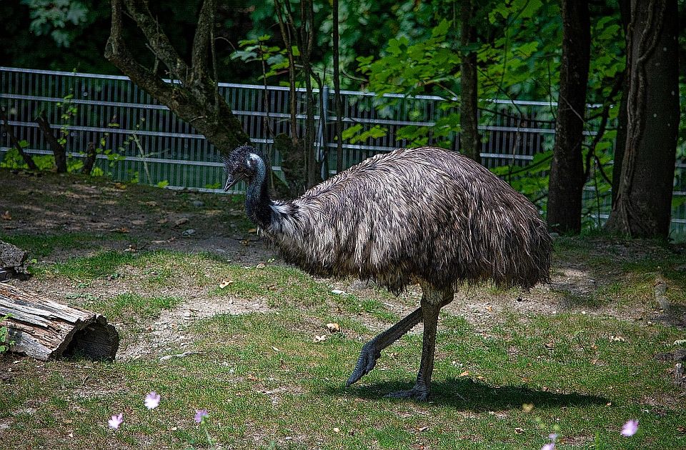 Ukradena četiri emua u selu kod Zrenjanina: Nesvakidašnja krađa gazdinstva