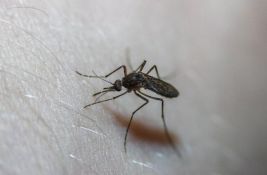 U Beogradu sutra akcija suzbijanja komaraca i krpelja na više lokacija