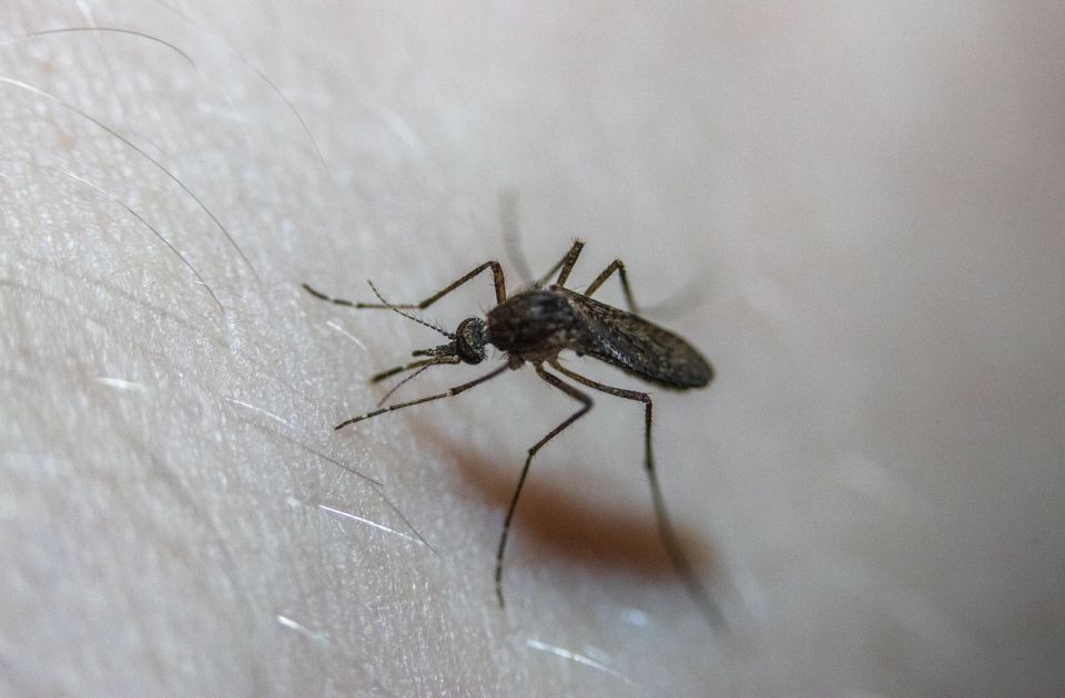 U Beogradu sutra akcija suzbijanja komaraca i krpelja na više lokacija