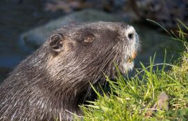 Populacija velikih slatkovodnih vrsta u poslednjih 50 godina pala za 97 odsto