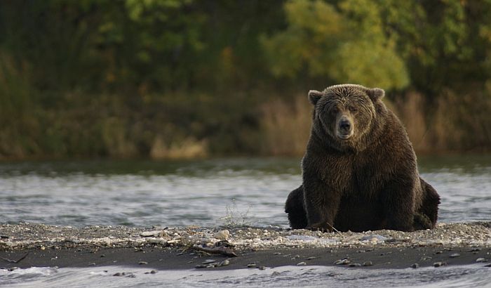 Slovenci protestovali zbog zbog vukova i medveda