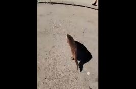 VIDEO: Zbog vidre u centru Sombora reagovali vatrogasci