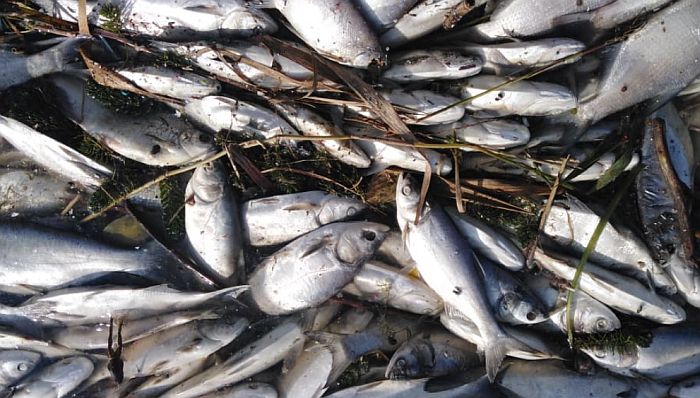 Ribe u rekama u Srbiji sve ugroženije zbog zagađenja i nelegalnog ribolova