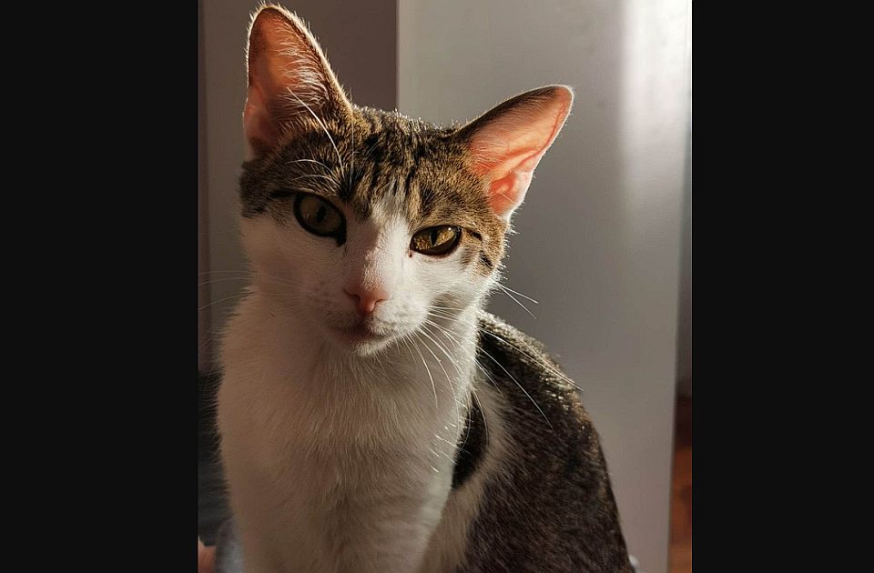Ova mačka može da prati Arsena Lupena - nepozvana želi da uđe u vaš stan u ponoć