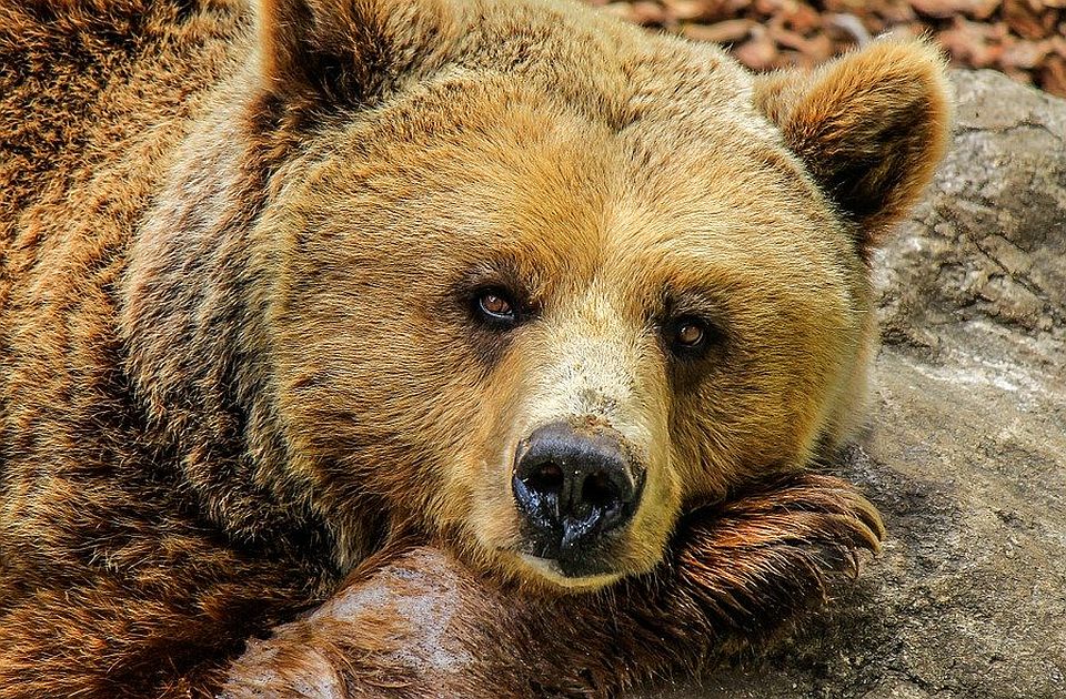 U Sloveniji medved napao muškarca dok je šetao psa