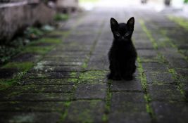 Međunarodni dan crnih mačaka: I dalje ih je teže udomiti od mačaka drugih boja