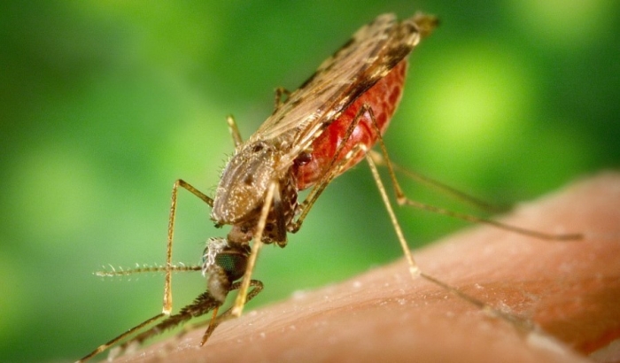 Zbog čega vas napadaju komarci?