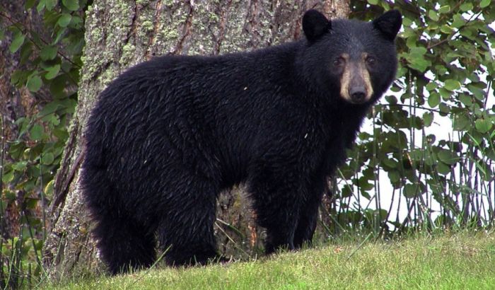 Medved na Aljasci ujeo ženu dok je koristila poljski toalet