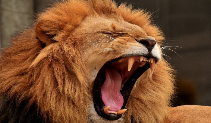 Lav napao čuvarku u zoo vrtu u Nemačkoj