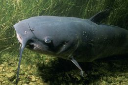 FOTO: Na Toplici upecao soma od rekordnih 67 kilograma