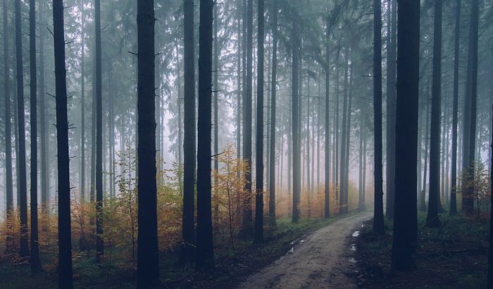  Poznatog slovenačkog alpinistu usmrtilo stablo pri seči u šumi
