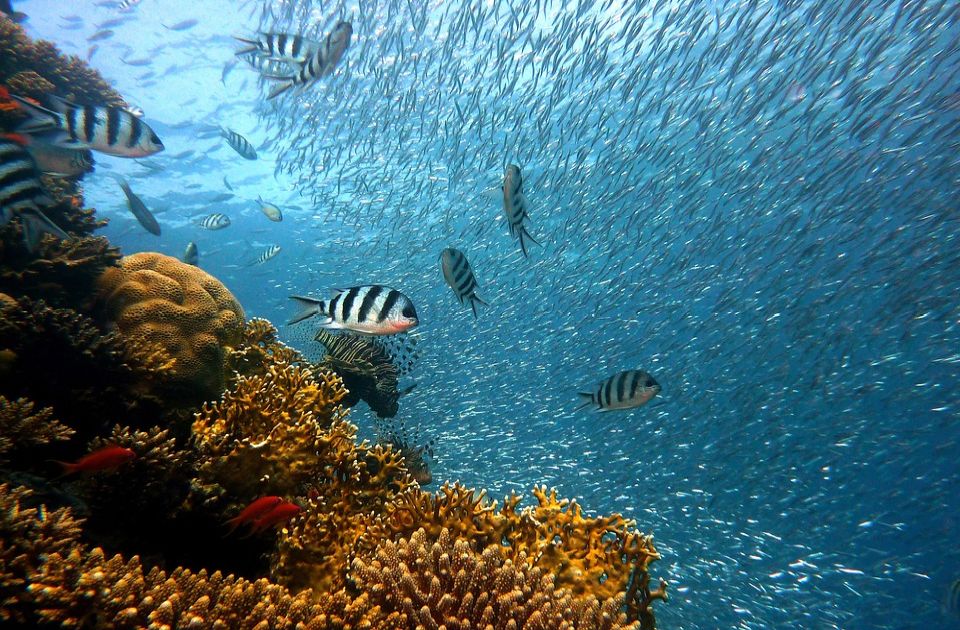 Lepe vesti: Postignut sporazum o zaštiti okeana, do 2030. trećina svetskih mora dobija zaštitu
