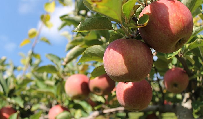Rudarski basen "Kolubara" prodaje 100 tona jabuka