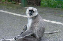 VIDEO: Kartonski majmuni i ljudi koji ih oponašaju - Indija preduzima mere pred samit G20