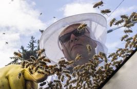 FOTO, VIDEO: Sa kamiona u Kanadi ispale košnice s pet miliona pčela, vozač zadobio 100 uboda