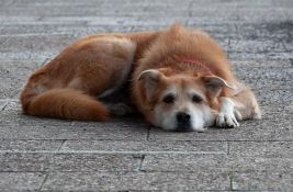 Optužni predlog protiv osumnjičenog za mučenje pasa u Smederevu
