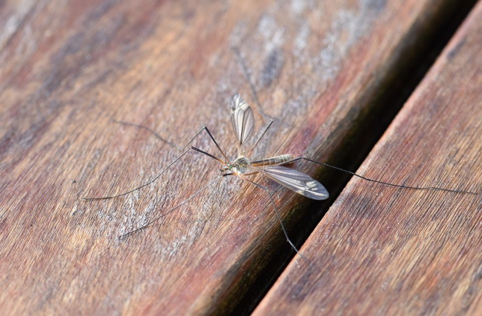 Karlovčani prepušteni na milost ili nemilost - komaraca: Opština istrošila budžet za tretmane