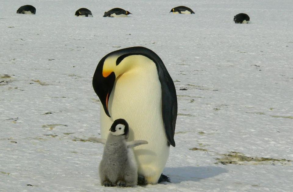 Roditelji pingvini dnevno odspavaju više od 10.000 puta