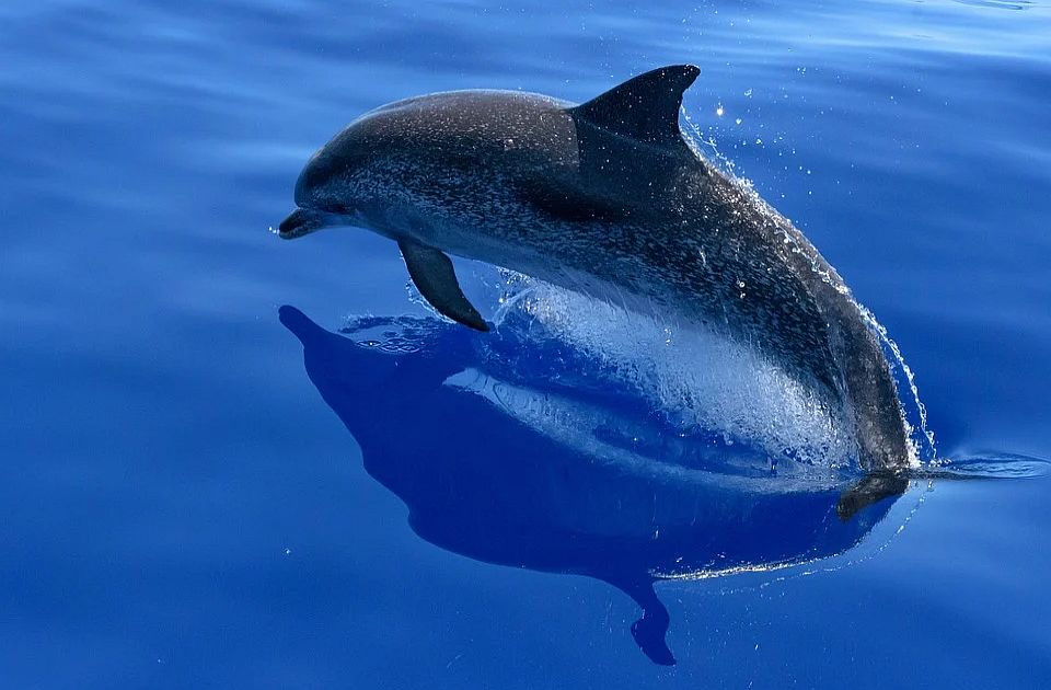 Uginuo poslednji slatkovodni Iravadi delfin u Kambodži, zapleo se u ribarsku mrežu